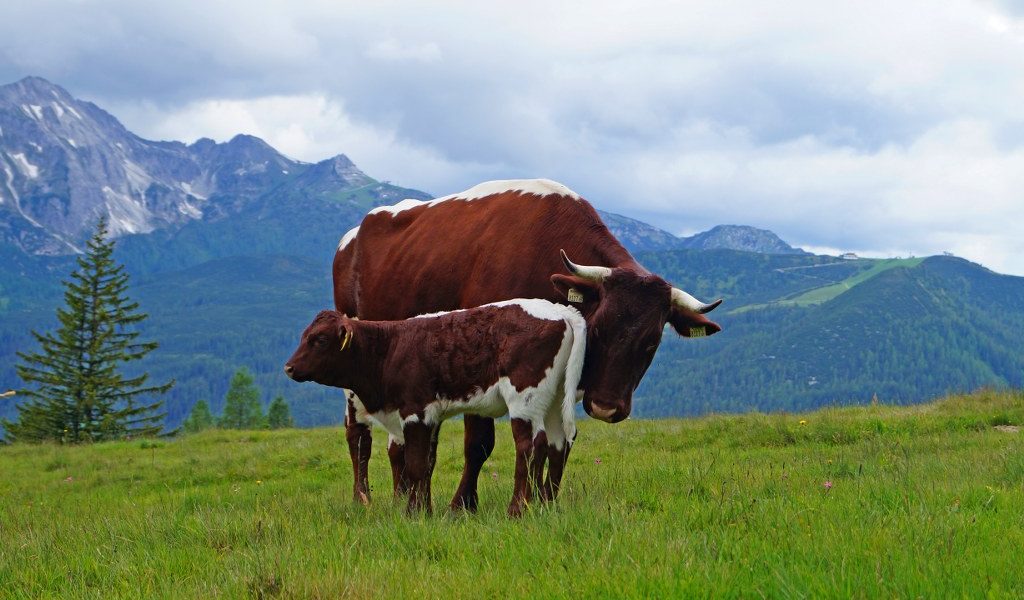 Eine Kuh mit Hörnern bietet einen sehr stolzen, majestätischen und  wundervollen Anblick - Hoflädeli, Regionale Produkte, Kuhleasing,  Patenschaft für Simmentaler Kühe mit Horn, Ferien ir Alphütte, Erholung und  Ruhe in der Natur.