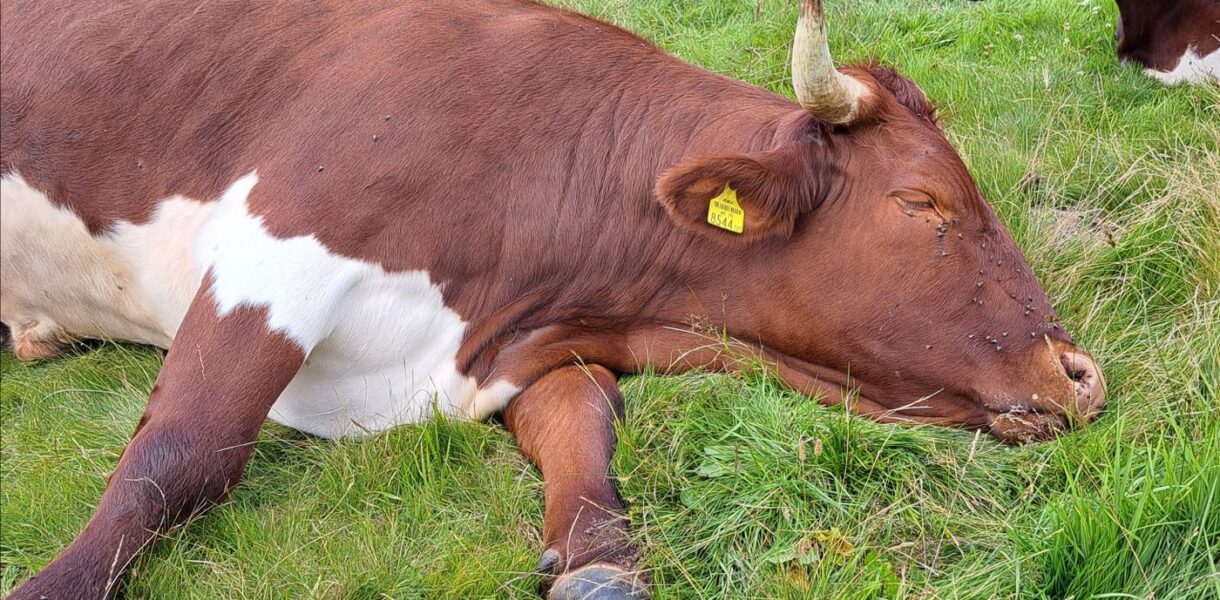 Kuh mit Hörner Foto & Bild  tiere, haustiere, nutztiere Bilder